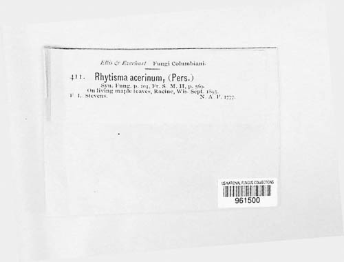 Rhytisma acerinum image